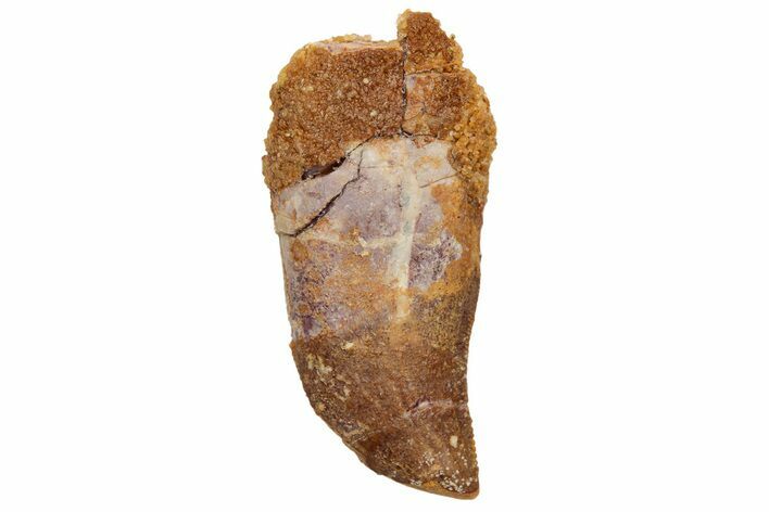 Partially Rooted Baby Carcharodontosaurus Tooth - Morocco #233076